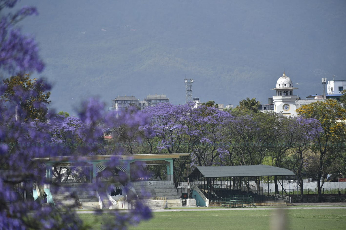 https://raracms.setopati.com/uploads/shares/2020/sujita/jacaranda/jacarranda (1).jpg